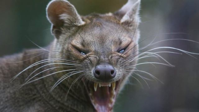 Cryptoprocta ferox (Fossa): The Enigmatic Predator of Madagascar's Jungles! смотреть онлайн