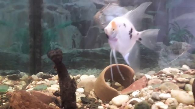 Скалярії, гурамі, метиніс і сомики(коридорас і анциструс)-Scalars, gourami, metinis and sheat-fish смотреть онлайн