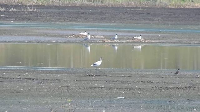 Шыладзюбка. Avocet. Шилоклювка. смотреть онлайн