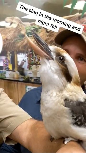 Sound on for this one 😱 wow Kookaburras Bird facts #tiktokanimals #learnontiktok #tiktokpartner смотреть онлайн