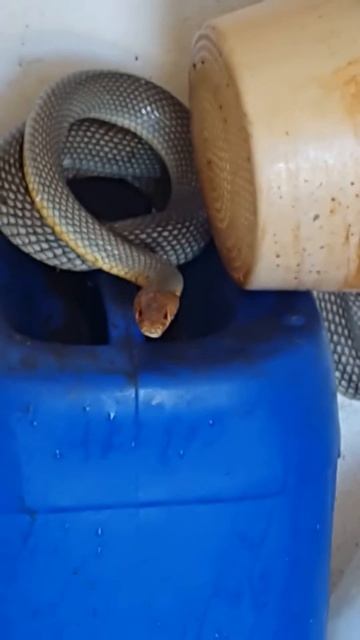 Έφιος (Dolichophis caspius) смотреть онлайн