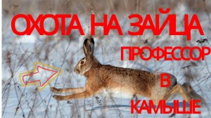 Охота на зайца.К весне остались одни профессора