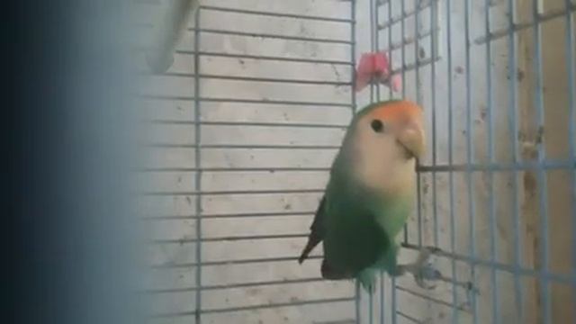 самец неразлучник в продаже. смотреть онлайн