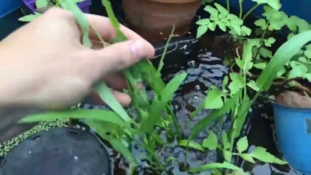 Aquatic Plant / Worm / Fish Polyculture смотреть онлайн
