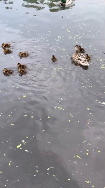 Утята с мамой🦆#утята#милота#мама утка# shorts#интересно смотреть онлайн