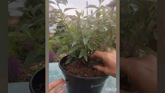 Нормирующая обрезка ✂️ гортензии Groundbreaker .