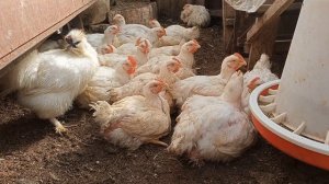 Деревенские Звуки.)Утро в деревне.)Пение Китайского Шелкового Петуха :-))