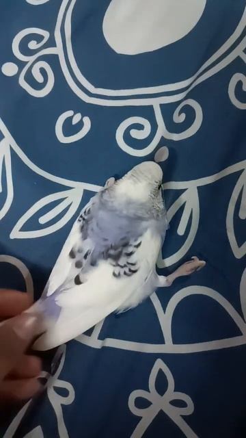jab bhi koi chidia dekhu 🌝🐣 ❤️ смотреть онлайн