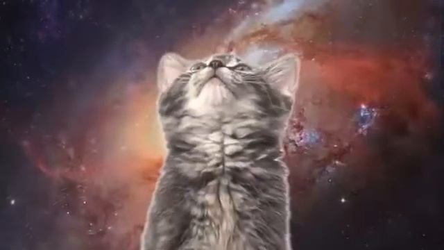 КОТЯТА ПОЮТ ПОД ПЕСНЮ "ЛАМПОВАЯ НЯША" смотреть онлайн