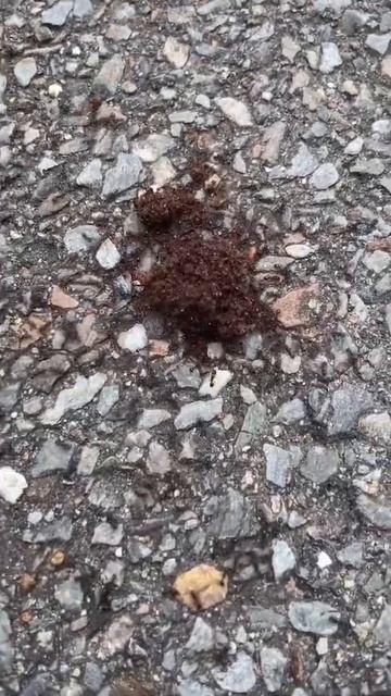 thousands of ants gather over something!!👀🤯😳 #shorts смотреть онлайн
