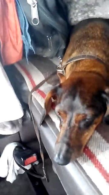 Собака- дальнобойщик. смотреть онлайн