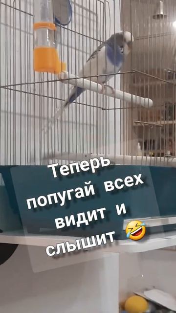 У попугая новое место проживания) наконец попугаю привезли полку под клетку) смешные попугаи) смотреть онлайн