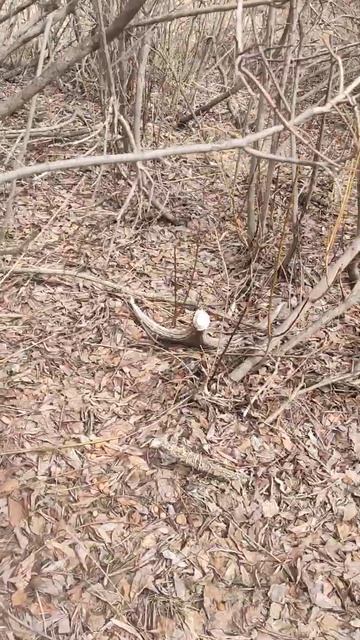 поиск рогов лося смотреть онлайн