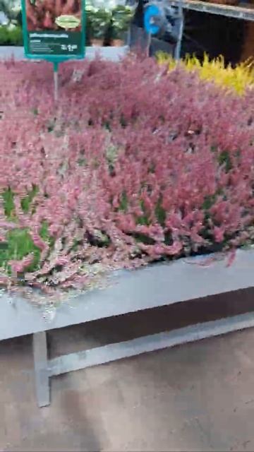 магазин цветов 💐 #нидерланды смотреть онлайн
