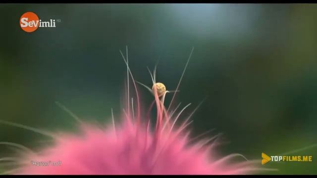 Hoorton Multfilm Uzbek Tilida