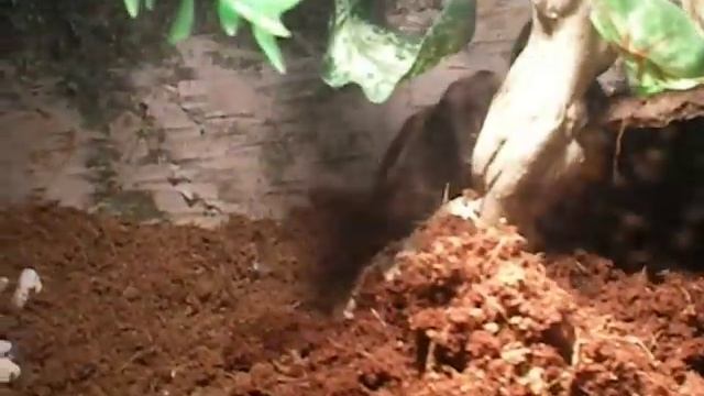 Lasiodora klugi.AVI смотреть онлайн