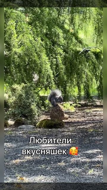 Лакомки смотреть онлайн