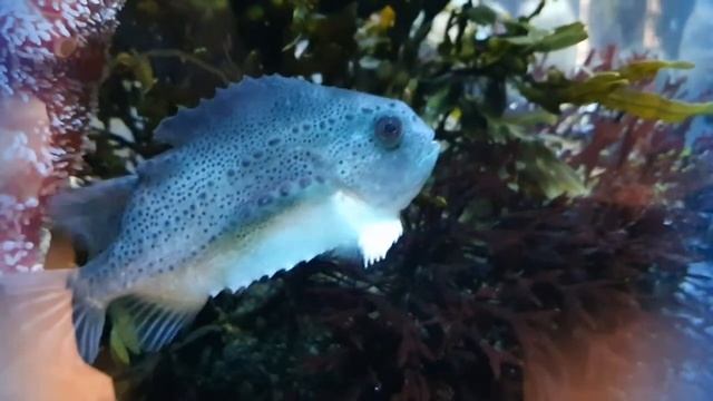 Lumpsucker смотреть онлайн