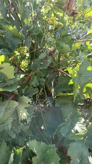 паук во дворе на винограде spider in my garden #animals смотреть онлайн