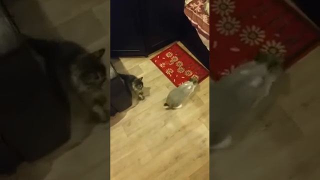 ШОООК КОТ СЪЕДАЕТ ЗАЙЦА