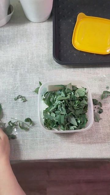 Эвкалиптовая соль для ванн собственного приготовления #сольдляванн #эвкалипт #garden #цветы смотреть онлайн