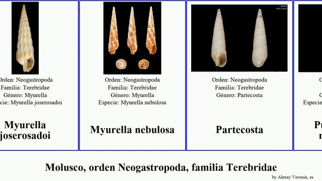 Molusco, orden Neogastropoda, familia Terebridae mollusca escondida nebulosa Terebra Myurella смотреть онлайн
