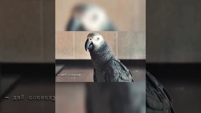 Жако разговаривает с хозяином смотреть онлайн
