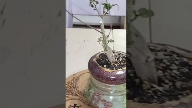 √1,√2,√3 ривина заготовка для Бонсай