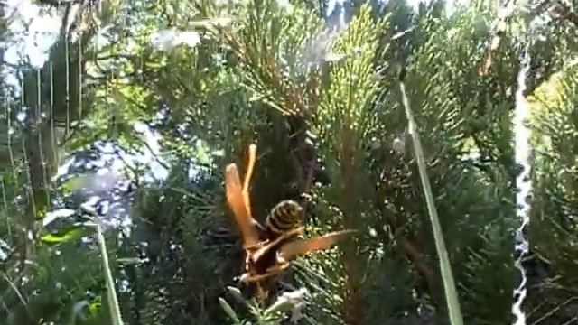 Wasp spider and its prey...the wasp.. смотреть онлайн