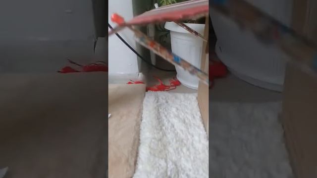 Домик своими руками для кошки смотреть онлайн