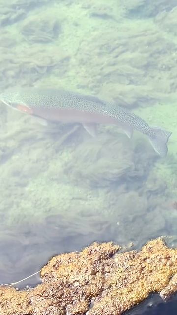 How much do you think this trout would weight?#shorts #bigfish #trout #bigtrout #fishing #river #wo смотреть онлайн