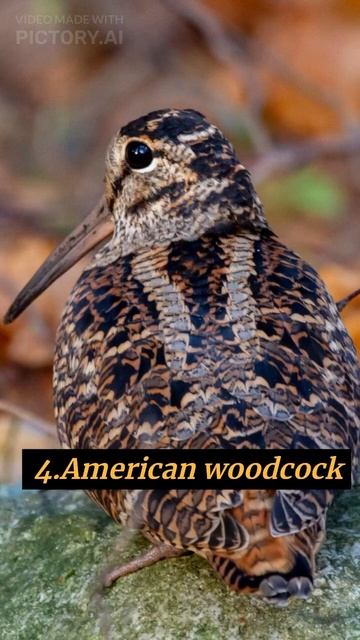 Top 6 Birds With Best EyeSight #viral #top10 #birds #birdslover #besteyesightbirds #shorts #trendin смотреть онлайн