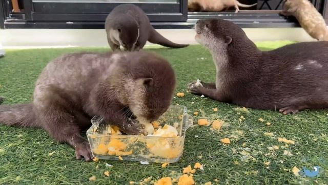 Baby Otters have Yellow Faces from Eggs. смотреть онлайн