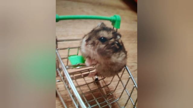 фото хомка смотреть онлайн