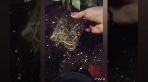 Видео для новичков. Пересадка саженцев гортензий.