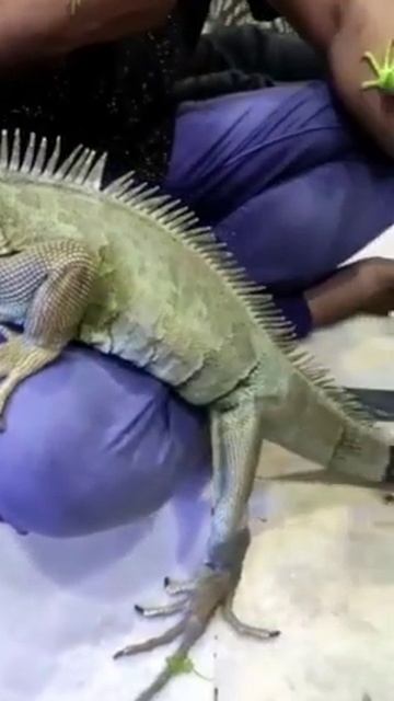 green iguana 9457482441 смотреть онлайн