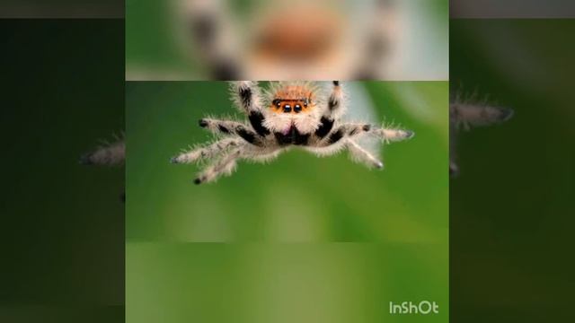 Rock das aranhas смотреть онлайн