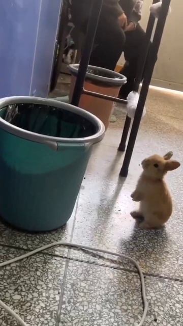 Любопытный кролик!🐇#прыжок😄😍 Маленький #кролик #крольчата #Funny #Cute #rabbit #babyrabbit #зайчик смотреть онлайн