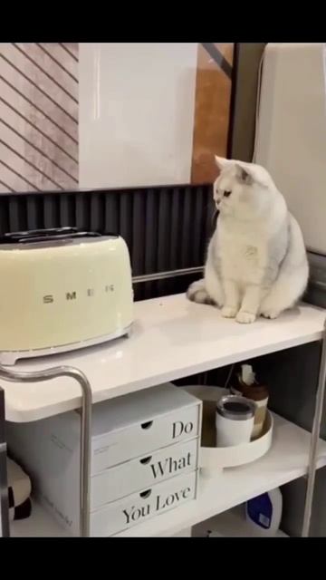 Тостер смог испугать кота 😺 #shorts #short #youtube #trend #video #russia #youtubeshorts #cat смотреть онлайн