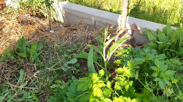 Jardin avec 99% de plantes comestibles - #Vignotte Ep3 смотреть онлайн