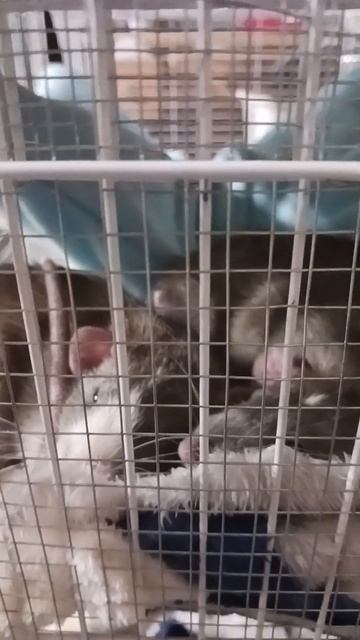 sleepy bois #rat #cute смотреть онлайн