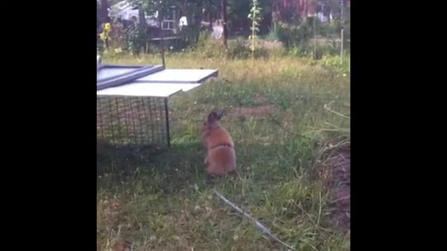 Погоня за кроликом смотреть онлайн
