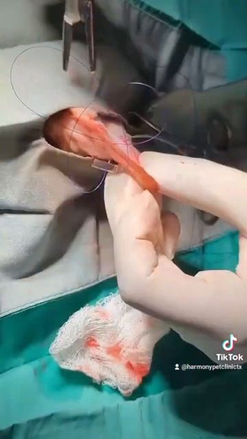 Ear hematoma surgery on a cat. смотреть онлайн