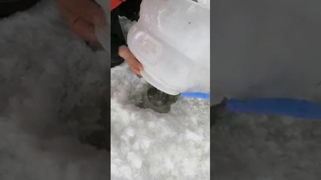 С праздником 8 Марта! Подари рыбе ЖИЗНЬ! Жерлицы отдыхают... #Shorts смотреть онлайн