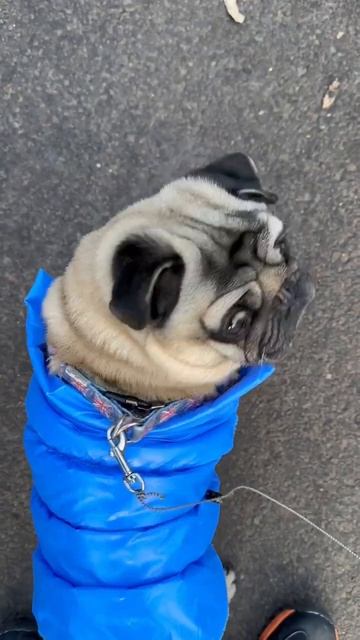 Can you Resist Pug Head Tilts? 🥰 #shorts смотреть онлайн