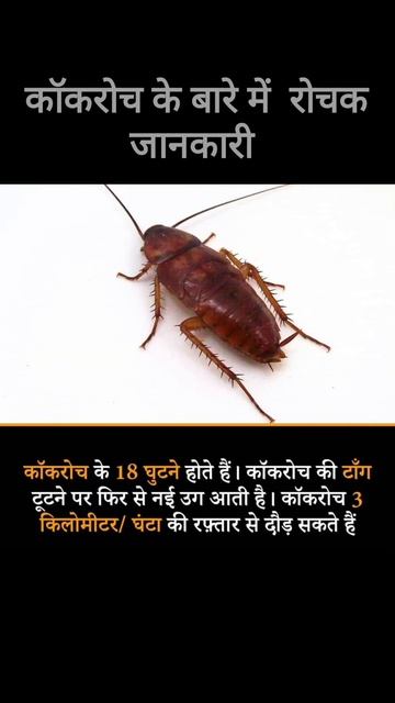 कॉकरोच के बारे में रोचक जानकारी ll facts knowledge ll G.k.India ll смотреть онлайн
