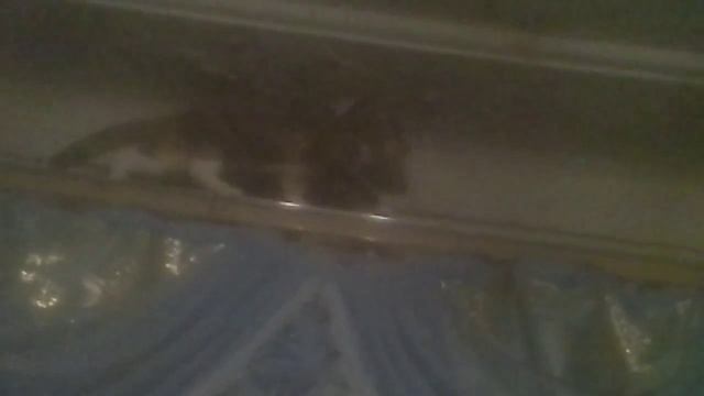 Кошка залезла наконец заснял этото мамент смотреть онлайн