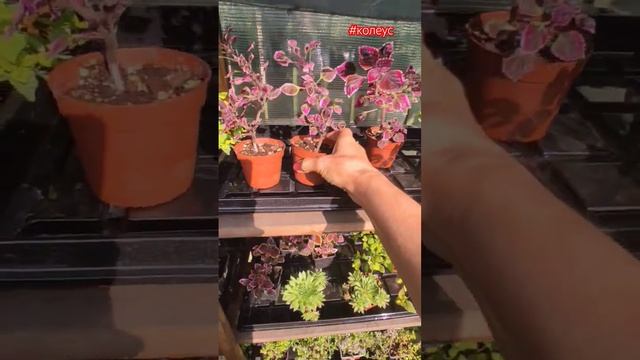 Колеус мелколистный.