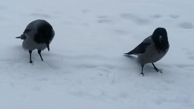 Главная ворона заставляет всех ждать / Dominant male crow Bulky consumes an egg смотреть онлайн
