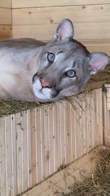 #puma #predator #cats #mountainlion #animals смотреть онлайн